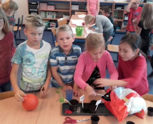 de-krullevaar-groep-5-pompoen