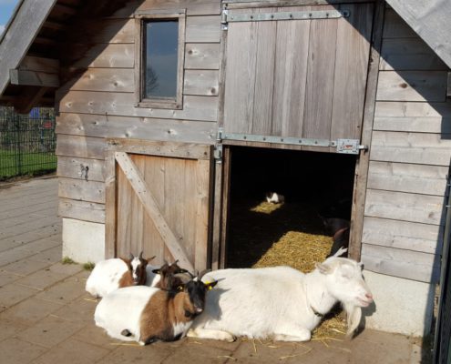 de-krullevaar-groep-7a-naar-de-boerderij